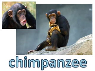 chimpanzee