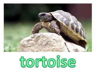 tortoise