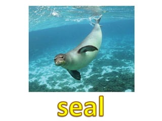 seal