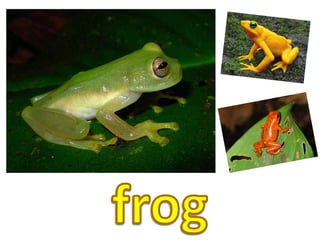 frog
