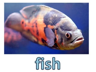 fish