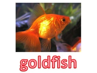 goldfish