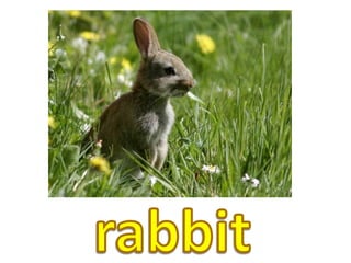 rabbit