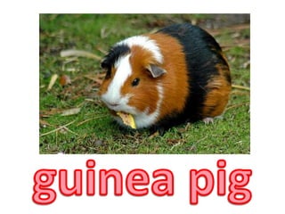 guinea pig