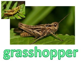 grasshopper