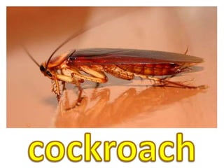 cockroach