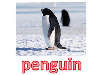 penguin