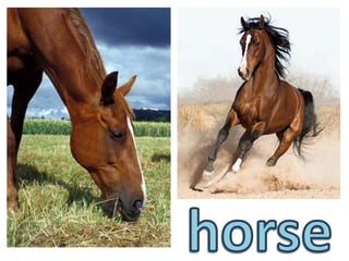 horse