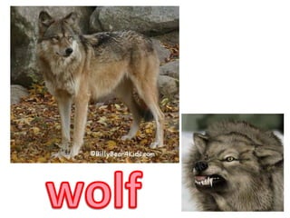 wolf