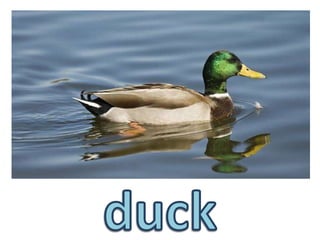 duck