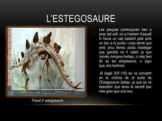 L‟ESTEGOSAURE
                        Les plaques començaven ben a
                        prop del coll, on a l‟extrem d‟aquell
                        hi havia un cap bastant petit amb
                        un bec a la punta i unes dents que
                        amb prou feines podia mastegar
                        que gairebé no li calien ja que
                        només menjava herbes, o més ben
                        dit se les empassava, o sigui
                        que, era herbívor.
                         Al segle XIX (19) es va convertir
                        en la víctima de la burla de
                        l‟Estegosaure babau, ja que es va
                        descobrir que tenia el cervell poc
                        més gran que una nou.

Fòssil d‟ estegosaure
 