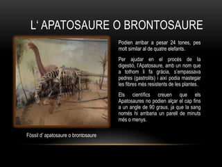 L„ APATOSAURE O BRONTOSAURE
                                     Podien arribar a pesar 24 tones, pes
                                     molt similar al de quatre elefants.
                                     Per ajudar en el procés de la
                                     digestió, l‟Apatosaure, amb un nom que
                                     a tothom li fa gràcia, s‟empassava
                                     pedres (gastrolits) i així podia mastegar
                                     les fibres més resistents de les plantes.
                                     Els científics creuen que els
                                     Apatosaures no podien alçar el cap fins
                                     a un angle de 90 graus, ja que la sang
                                     només hi arribaria un parell de minuts
                                     més o menys.

Fòssil d‟ apatosaure o brontosaure
 