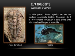 ELS TRILOBITS
                       ELS PRIMERS CRUSTACIS


                     Un dels primers éssers aquàtics van ser uns
                     crustacis anomenats trilobits. Mesuraven de 5
                     a 10 centímetres i mudaven la seva closca unes
                      vint vegades al llarg de la seva vida.




Fòssil de Trilobit                      Trilobits
 