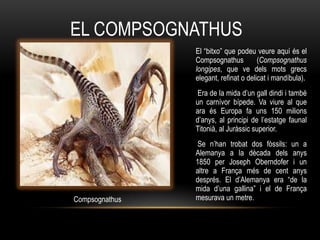 EL COMPSOGNATHUS
                El “bitxo” que podeu veure aquí és el
                Compsognathus          (Compsognathus
                longipes, que ve dels mots grecs
                elegant, refinat o delicat i mandíbula).
                Era de la mida d‟un gall dindi i també
                un carnívor bípede. Va viure al que
                ara és Europa fa uns 150 milions
                d‟anys, al principi de l‟estatge faunal
                Titonià, al Juràssic superior.
                Se n‟han trobat dos fòssils: un a
                Alemanya a la dècada dels anys
                1850 per Joseph Oberndofer i un
                altre a França més de cent anys
                després. El d‟Alemanya era “de la
                mida d‟una gallina” i el de França
Compsognathus   mesurava un metre.
 