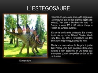 L‟ ESTEGOSAURE
              El dinosaure que es veu aquí és l‟Estegosaure
              (Stegosaurus, que en llatí significa rèptil amb
              teulada). Van viure a l‟Amèrica del nord i a
              Europa, fa entre 155 i 156 milions d‟anys, a
              l‟època del Juràssic superior.
               Era de la família dels ornitisquis. Els primers
              fòssils els va trobar Othniel Charles Marsh
              l‟any 1877. És, com el Tiranosaure, un dels
              dinosaures més coneguts arreu del món.
               Media uns nou metres de llargada i quatre
              d‟alt. Pesava unes dues tonelades i tenia unes
              plaques al llom acabades en una llarga cua
              amb quatre punxes que podien arribar als 60
              centímetres
Estegosaure
 