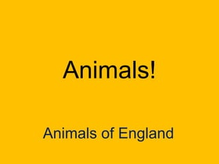 Animals!

Animals of England
 