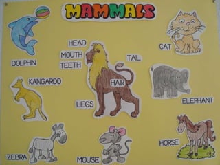 Animals project | PPT