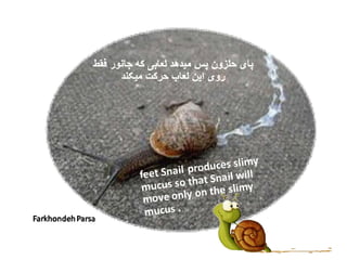 Animals –project  snail