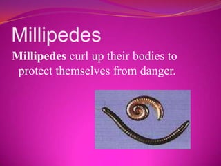 Millipede Protection Animals protect from danger | PPTX