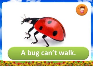 A bug can’t walk.
 