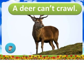 A deer can’t crawl.
 