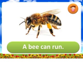 A bee can run.
 