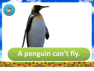 A penguin can’t fly.
 