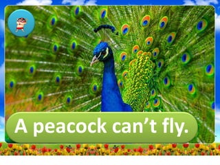 A peacock can’t fly.
 