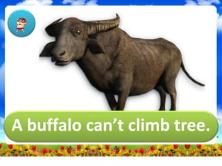 A buffalo can’t climb tree.
 