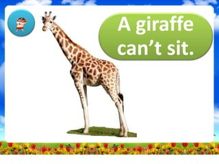A giraffe
can’t sit.
 