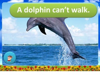 A dolphin can’t walk.
 