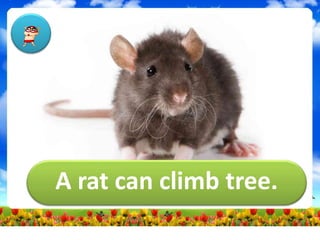 A rat can climb tree.
 