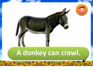 A donkey can crawl.
 