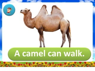 A camel can walk.
 
