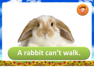 A rabbit can’t walk.
 