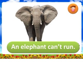 An elephant can’t run.
 