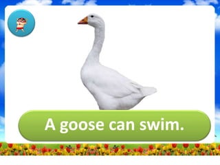 A goose can swim.
 