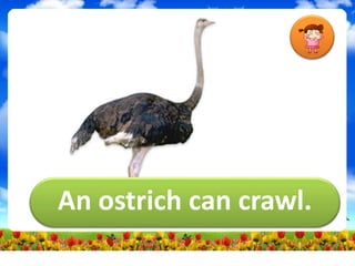 An ostrich can crawl.
 