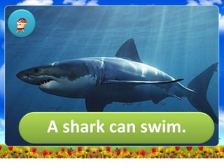 A shark can swim.
 