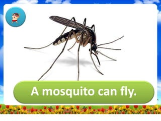 A mosquito can fly.
 
