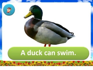 A duck can swim.
 