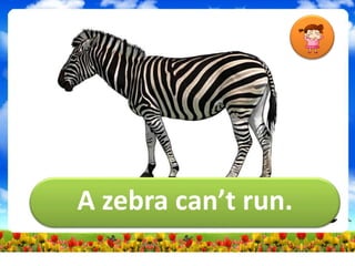 A zebra can’t run.
 