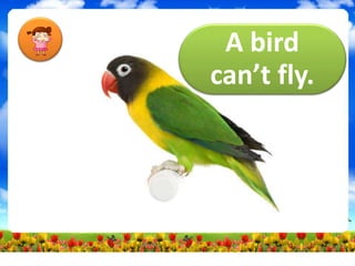 A bird
can’t fly.
 