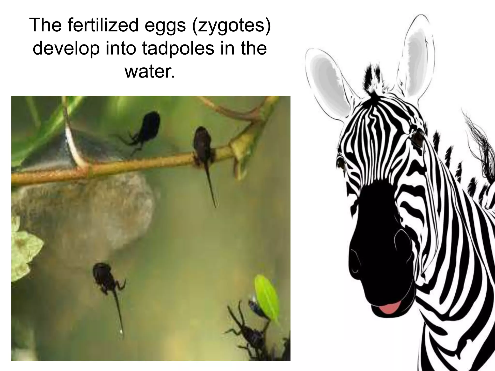 The fertilized eggs (zygotes)
develop into tadpoles in the
water.