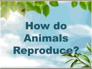 How do
Animals
Reproduce?
 
