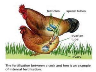 Anials Reproduce Animals reproduction | PPTX