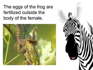 Animals reproduction | PPTX