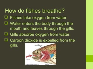 How do fishes breathe?
 Fishes take oxygen from water.
 Water enters the body through the
mouth and leaves through the gills.
 Gills absorbe oxygen from water.
 Carbon dioxide is expelled from the
gills.

 