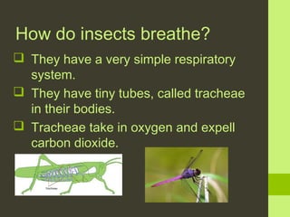 How do insects breathe?
 They have a very simple respiratory
system.
 They have tiny tubes, called tracheae
in their bodies.
 Tracheae take in oxygen and expell
carbon dioxide.

 