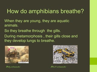 How do amphibians breathe?
When they are young, they are aquatic
animals.
So they breathe through the gills.
During metamorphosis , their gills close and
they develop lungs to breathe.

Baby salamander

Adult salamander

 